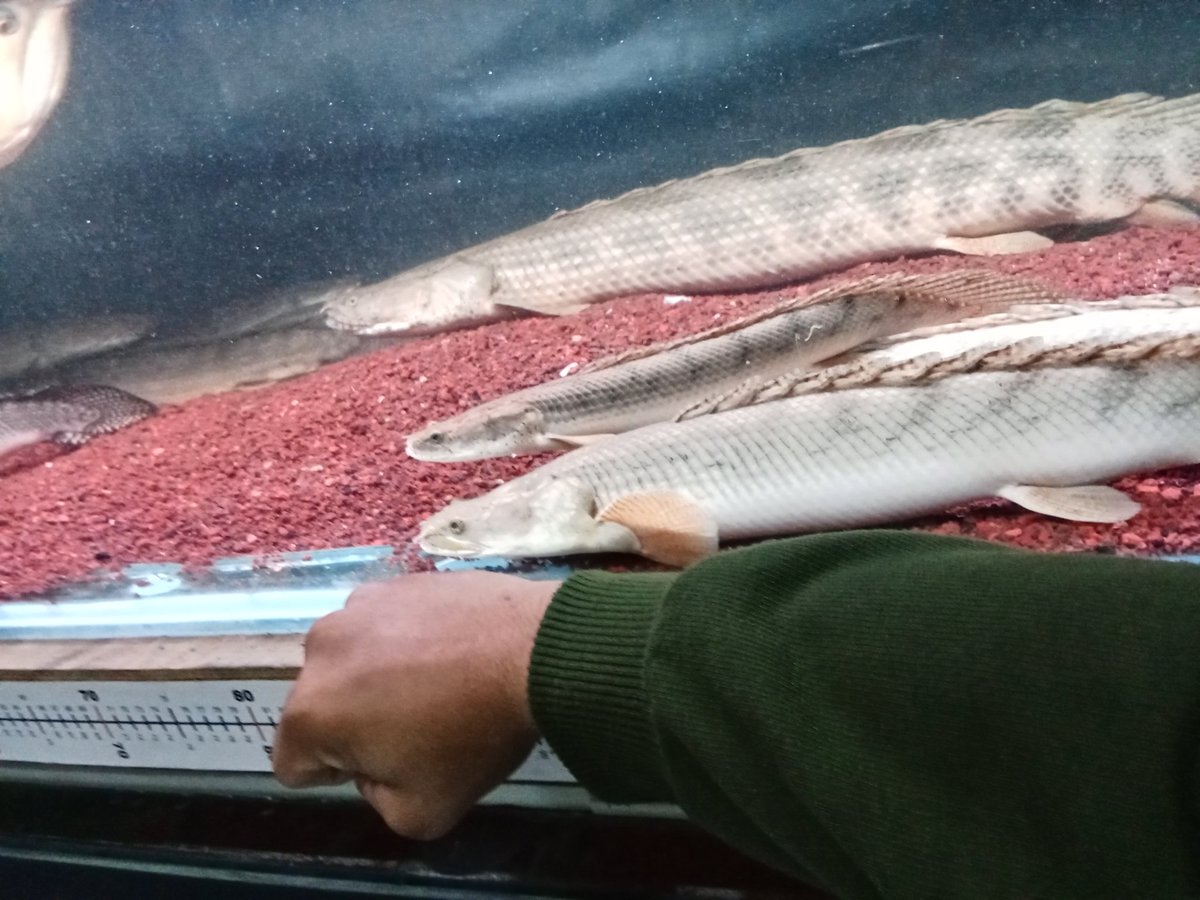 zi5928's tweet image. some amazing portraits of Sp. Nigeria — Ansorgii &amp;amp; Guinean Endlicherii 
#polypterus #ポリプテルス