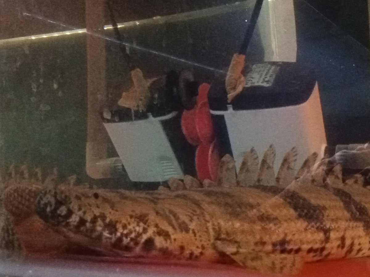 zi5928's tweet image. some amazing portraits of Sp. Nigeria — Ansorgii &amp;amp; Guinean Endlicherii 
#polypterus #ポリプテルス