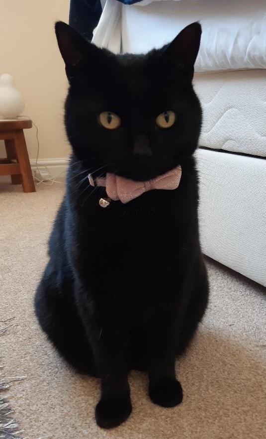 Languages Cat's French Phrase Of The Day is:
chic et choc = smart and stylish!