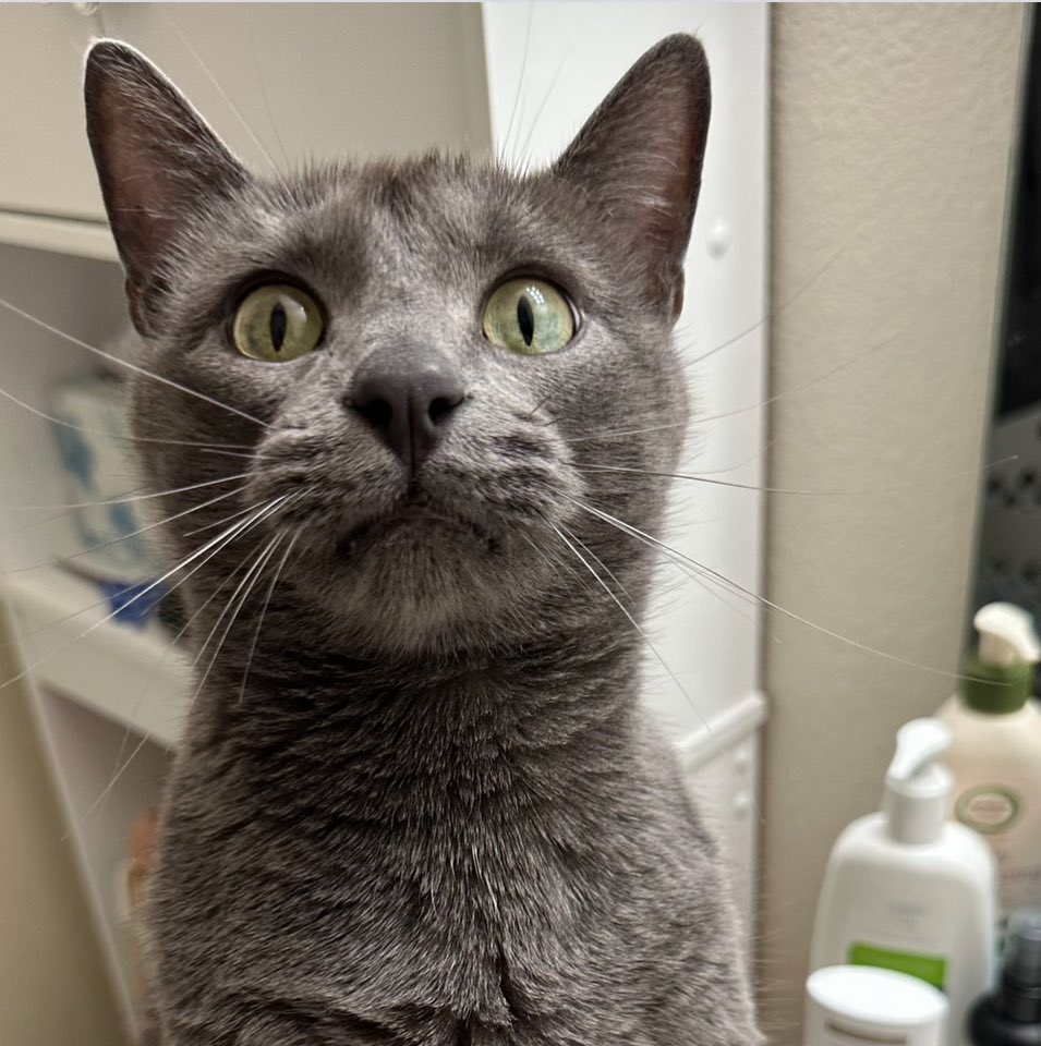 nikbeetnik's tweet image. why is my son so so scared