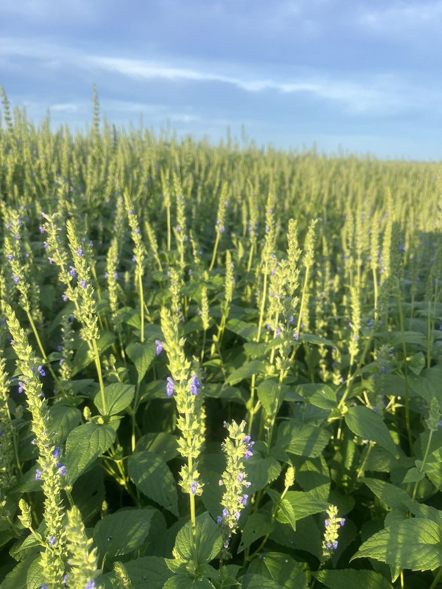Estudien agronomía!!! 
Vas a tener miles de problemas, vas a tener que aprender a tolerar la frustración pero recorrer un cultivo que viene a pleno es el mejor remedio para un mal día.