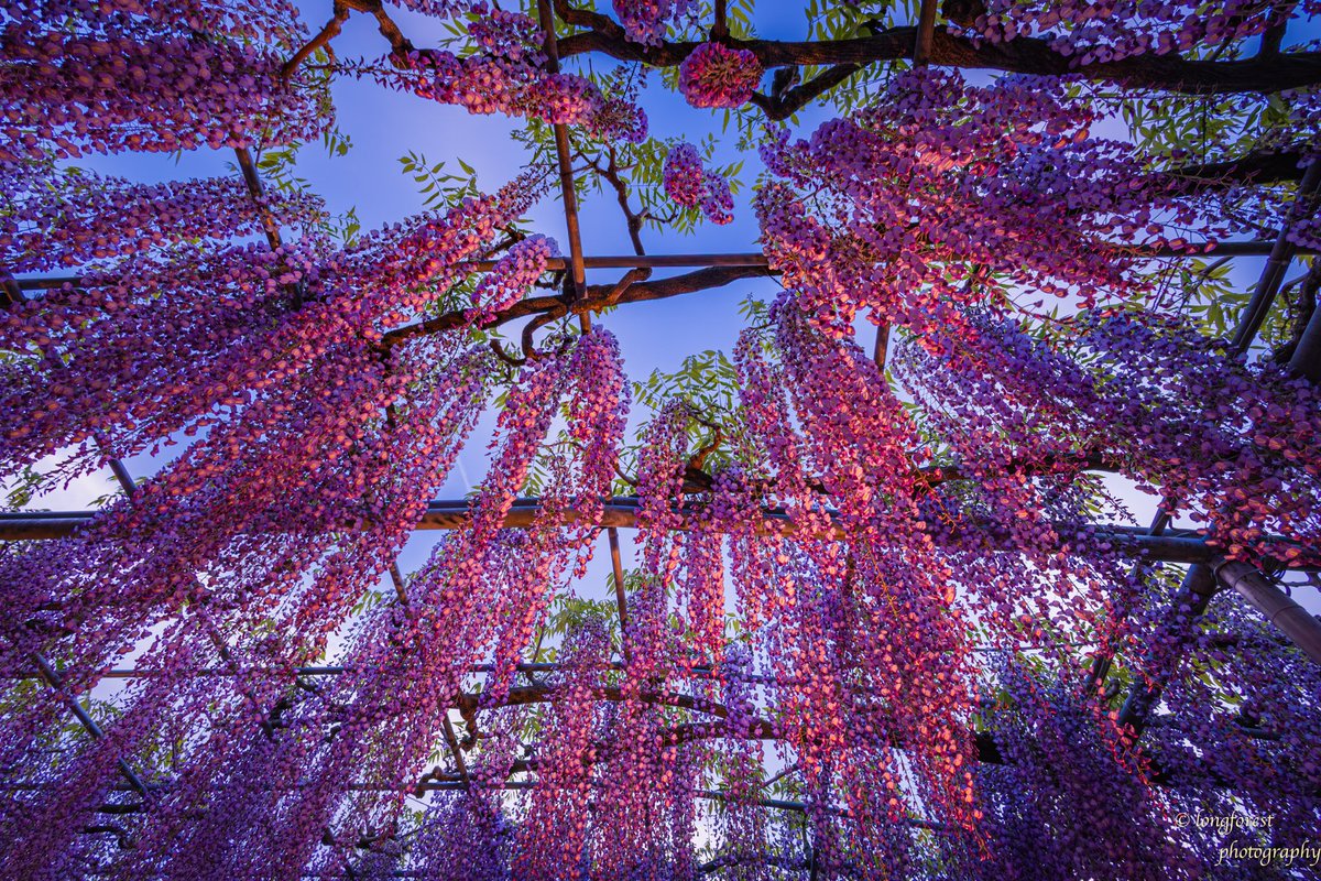 daisu1973's tweet photo. あしかがフラワーパーク
藤の花ライトアップ

#キリトリセカイ 
#ファインダ���越しの私の世界 
#写真が好きな人と繋がりたい
#カメラが好きな人と繋がりたい
#藤の花 
#ふじの花 
#写真の奏でる私の世界 
#キリトリノセカイ 
#空のある風景 
#写真撮ってる人と繋がりたい
#あしかがフラワーパーク https://t.co/4xTGTT2LRt