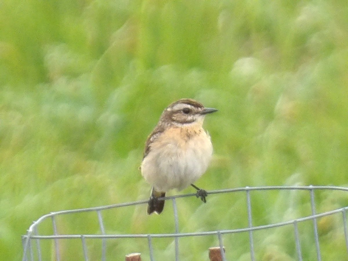 Whinchats in the Wicklow Mountains over the weekend. Finally planning to go for the Galway Pied Crow on Tuesday