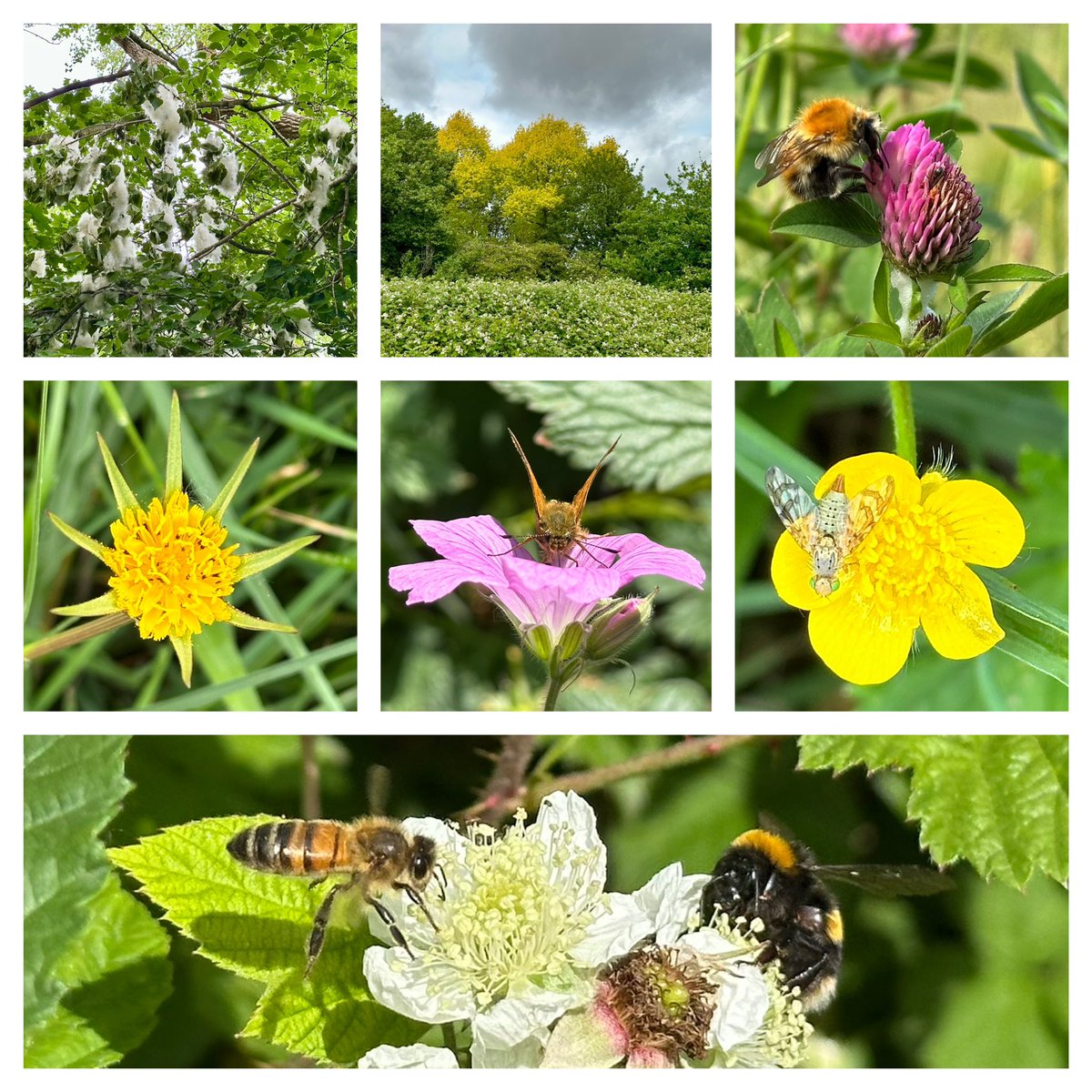 Jay_Therapy Up North (@therapyupnorth) on Twitter photo This week in <a href="/ryebankfields/">Save RyeBank Fields ๐๐๐</a> #chorlton #manchester #SevenOnSunday
#365dayswild #wellbeing #nature #therapy #outdoors #mindfulness #mentalhealth #health #wildflowerhour #SaveRyebankFields ๐ This week in <a href="/ryebankfields/">Save RyeBank Fields ๐๐๐</a> #chorlton #manchester #SevenOnSunday
#365dayswild #wellbeing #nature #therapy #outdoors #mindfulness #mentalhealth #health #wildflowerhour #SaveRyebankFields ๐