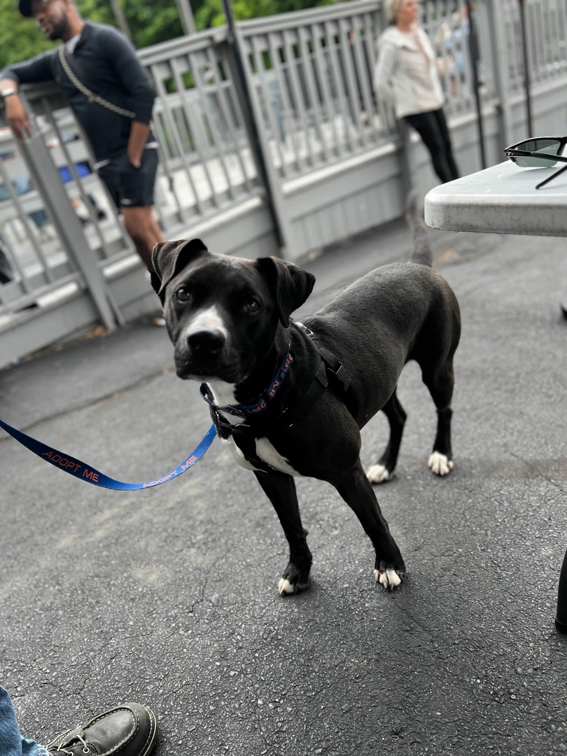 MemphisHumane's tweet photo. Hey, y'all – it's National Foster a Pet Month, and we've set a big goal! We want to recruit 50 new fosters this month willing to provide stable, loving homes to pets awaiting adoption. Will you help us reach our goal?
Apply today: https://t.co/NOFgPAASzg
#Foster50 https://t.co/bAqzjDviuo