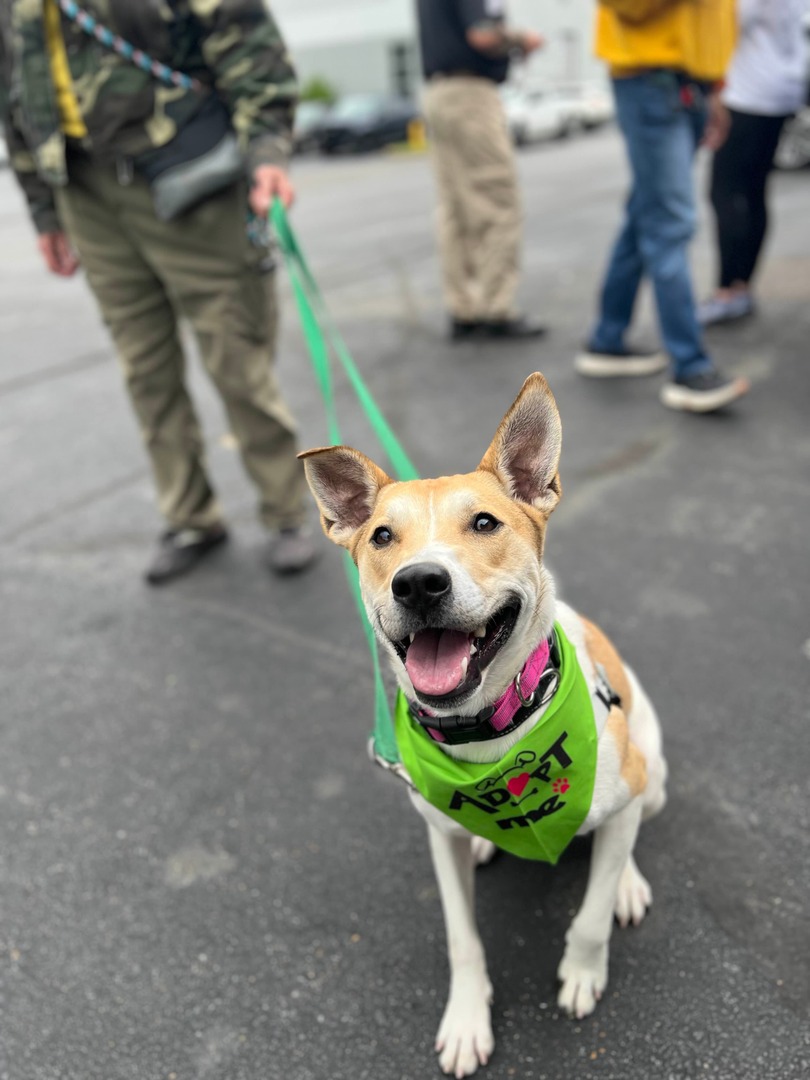 MemphisHumane's tweet photo. Hey, y'all – it's National Foster a Pet Month, and we've set a big goal! We want to recruit 50 new fosters this month willing to provide stable, loving homes to pets awaiting adoption. Will you help us reach our goal?
Apply today: https://t.co/NOFgPAASzg
#Foster50 https://t.co/bAqzjDviuo