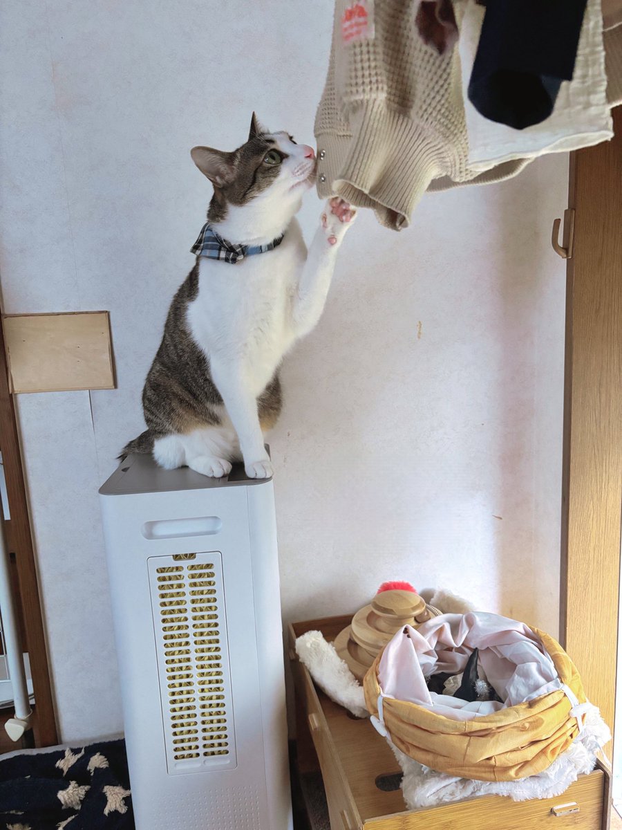 今日の飼い主のコーデを選んでくれる猫。