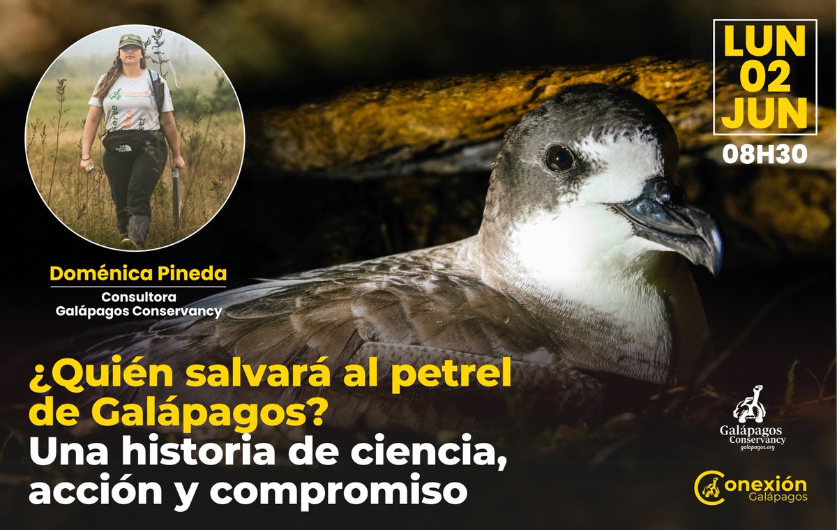 ¿Quién salvará al petrel de Galápagos?
Este lunes 3 de junio, en #ConexiónGalápagos, un diálogo con Doménica Pineda, consultora de <a href="/savegalapagos/">Galápagos Conservancy</a>, sobre el trabajo técnico y científico para proteger a esta especie amenazada.
📍 Disponible en nuestras redes
#PetrelDeGalápagos