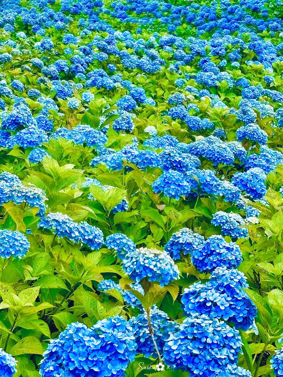 ༊༅✧‧˚💠
　
おはようございます🩵💙

6月初めの月曜日
はじまりました。
今朝はまだ曇り空が広がっていますが
これから晴れ予報☀

今月も自身の心に映るものは
どんな彩り鮮やかな景色が
広がるんだろう

笑顔の華咲く
彩りのある一日なりますように💠
今月もよろしくお願いします·͜·♡
#過去photo