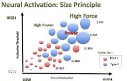 The Size Principle… This principle states that motor units are recruited from smallest to largest.

One of the main goals of strength training is rate coding. We must train the body to coordinate the greatest amount of motor units in synchronous fashion with efficient discharge