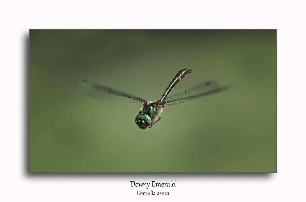 Nick Udy tweet media