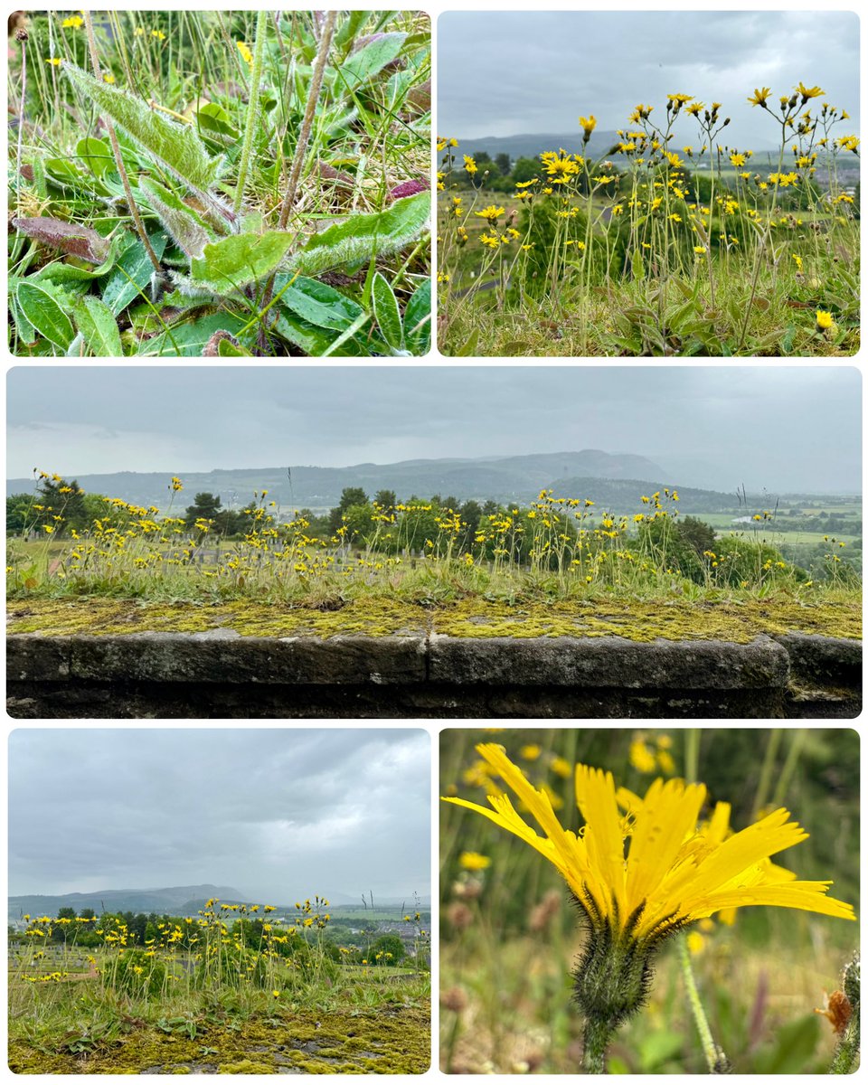 Rebecca Wheeler tweet media