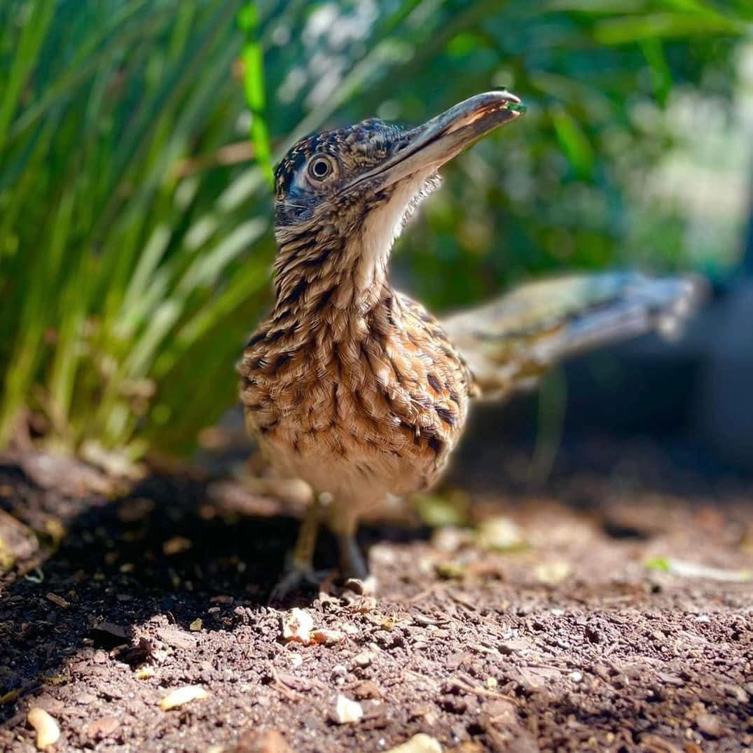 Meep Meep 🥩 San Antonio Zoo has entered the chat…

You may want to check on your Longhorn friends today ⚾️

#UTSA #BirdsUp 🤙🏼 #LetsGo210