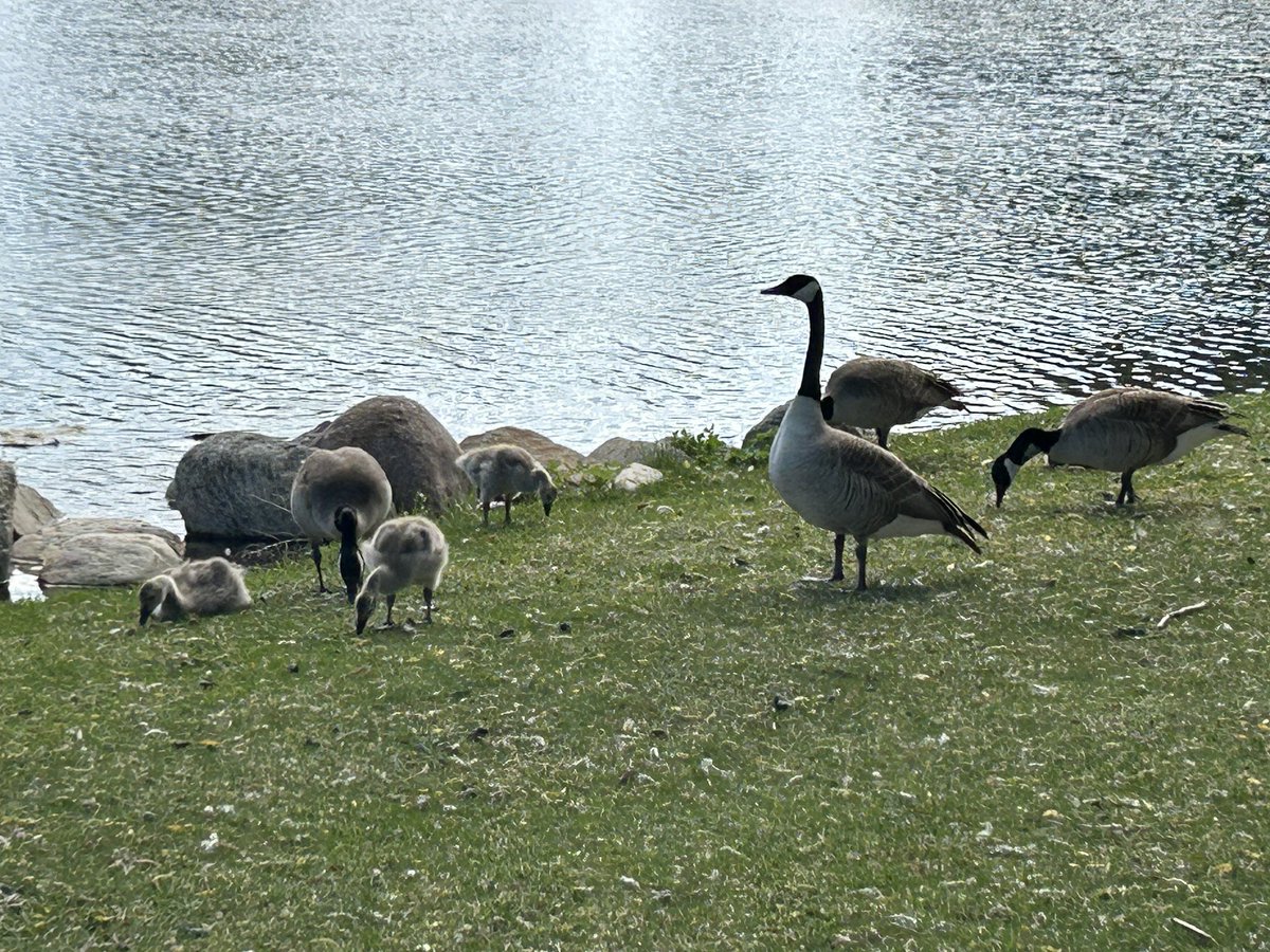 HatLawnBowler's tweet photo. The goslings are a bit bigger this time. #sharethetrailmh #springinalberta #southsaskatchewanriver #medhat #canadageese https://t.co/OGvI899aSB