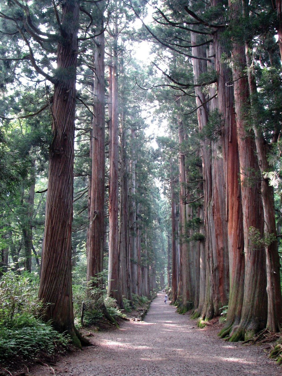 🌲 SYLVATEST - Avancée en sylviculture : les ultrasons révèlent les défauts du cèdre japonais 🇯🇵🪵
Une étude 2025 montre comment la vitesse ultrasonique détecte les défauts du bois, utile en patrimoine &amp; construction.
🔍ojs.acad-pub.com/index.php/SV/a…
#Ultrasons #Recherche #Bois