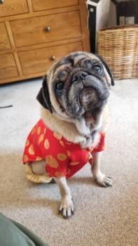 millypod1's tweet photo. VENUS HOME SAFE. THANKS FOR RT'sπππΎ
π30 MAY 2025 #Lost VENUS #ScanMe
Fawn Brown Black Face Pug Male
Fox Yard #Farnham #Surrey #GU9 https://t.co/VR6FXQNU41 https://t.co/m3vz1f9CNj