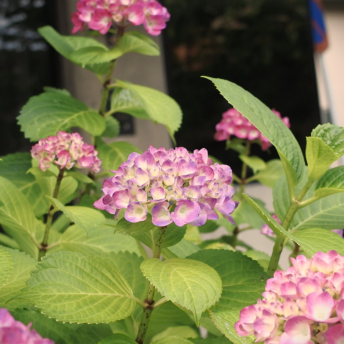 皆様
おはようございます
名古屋も紫陽花の季節になりました
梅雨入りが近いですね
今週も宜しくお願いします
#花 #アジサイ #flowers #hydrangea