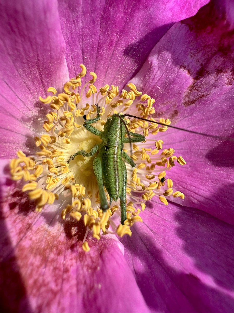 Een rondje Schoorlse Duinen, met een gele veenzweefvlieg, de roodzwarte denne-cicade en de jonge nimf van de grote groene sabelsprinkhaan in een duinroos.