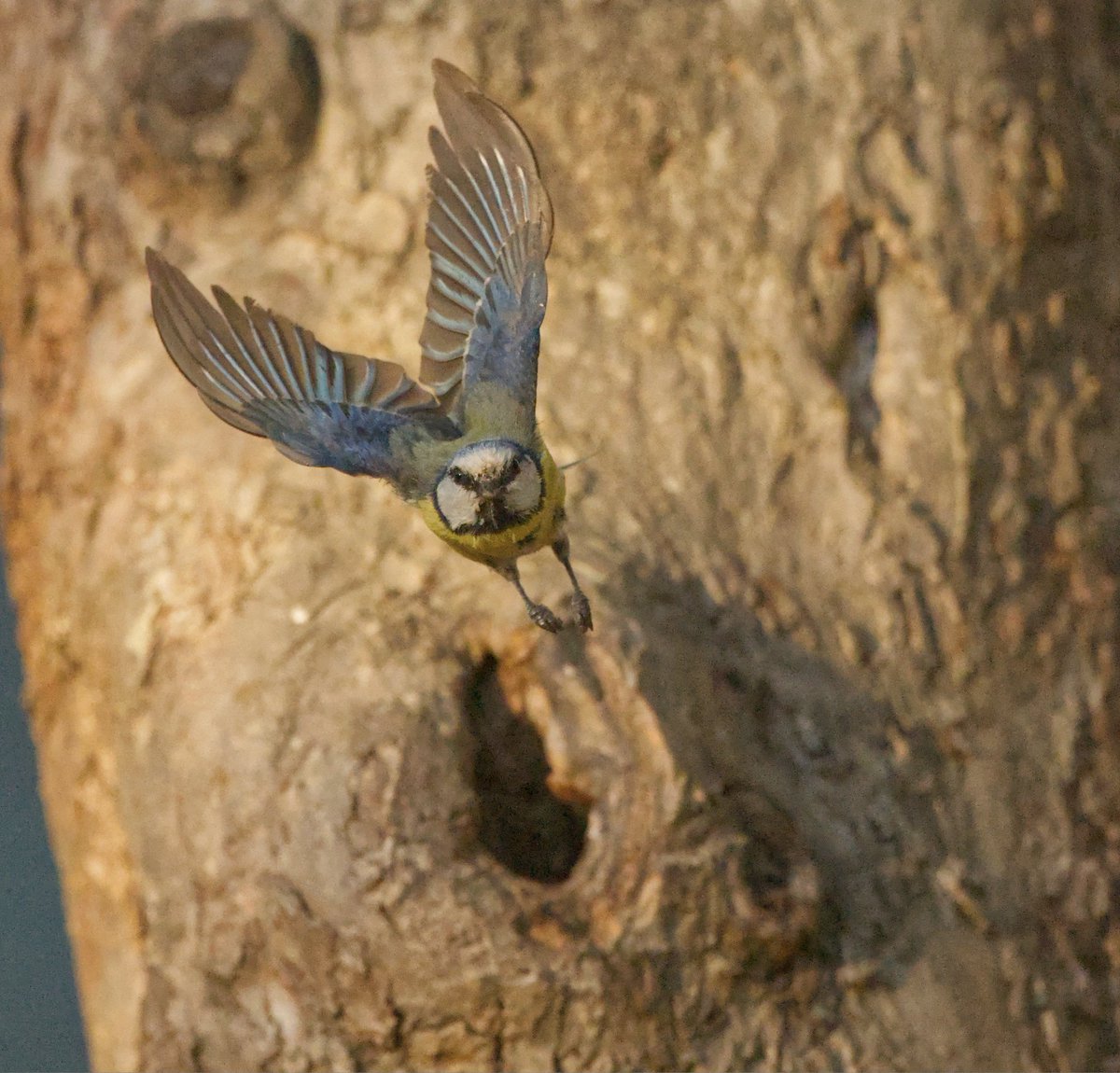 Z cyklu wiedza bezużyteczna ale radosna: dziś 1 czerwca "moje" sikorki opuściły dziuplę na tarasie. 
3 maluchy wraz z rodzicami rozpoczęły dorosłe życie. 
Mam nadzieję że tak jak i w zeszłym roku -  powrócą.