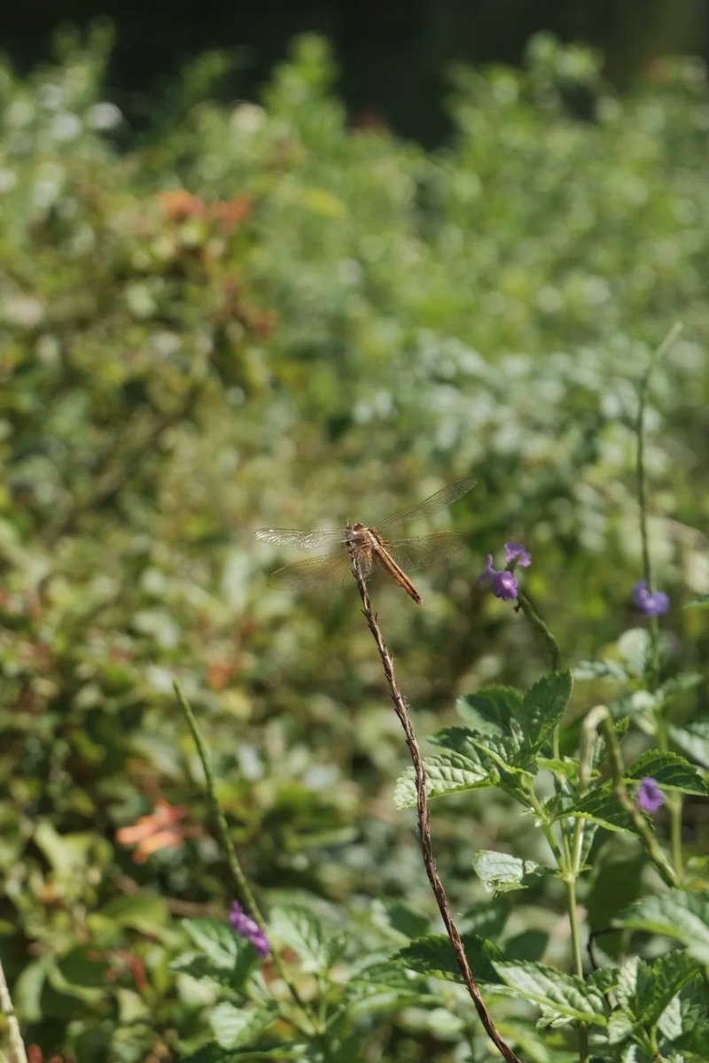 Animal capture moments.
#Record