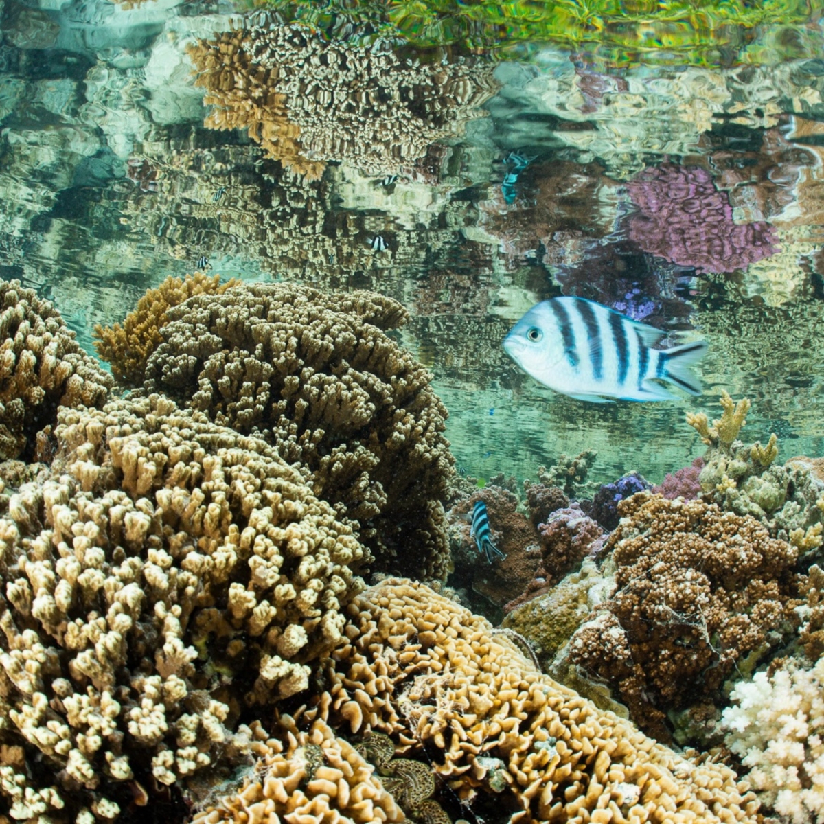 This #WorldReefDay, take a deeper dive with our @wiseoceans marine biologists. 
From coral restoration to species conservation, discover the inspiring work happening at our Lagoon Sanctuary and how you can be part of it when you join us next.