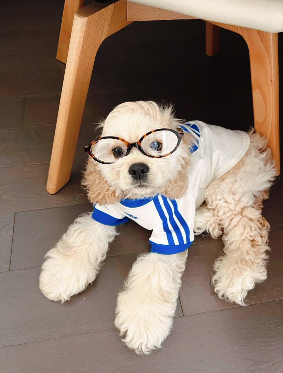 PostsOfDogs_'s tweet image. puppy wearing adidas shirt