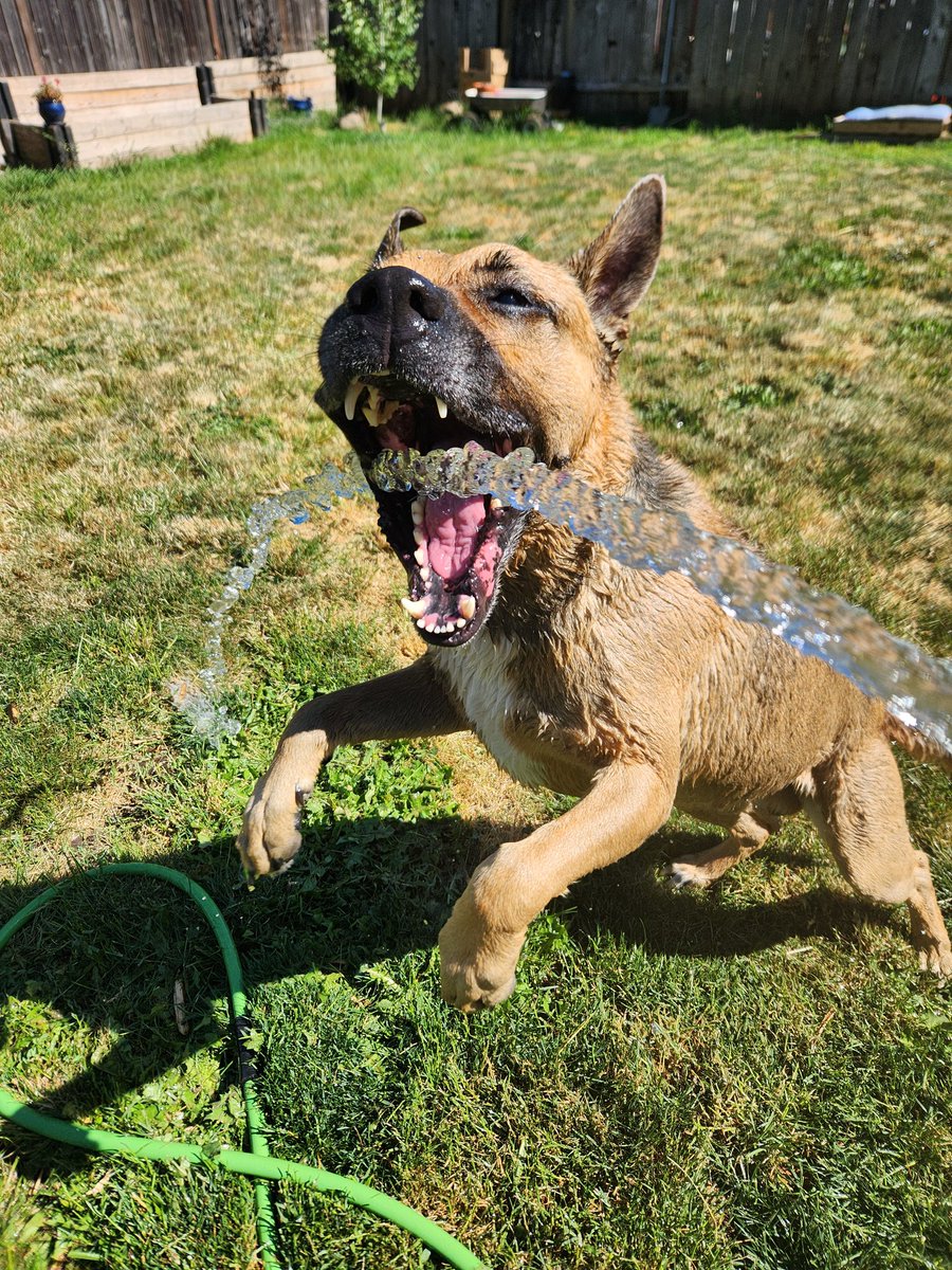 J_rad_LL's tweet photo. You're fighting the garden hose and losing gloriously 💦🐶 #SummerVibes #DogLife #HydrationBattle" https://t.co/Qu9rLLVLxQ