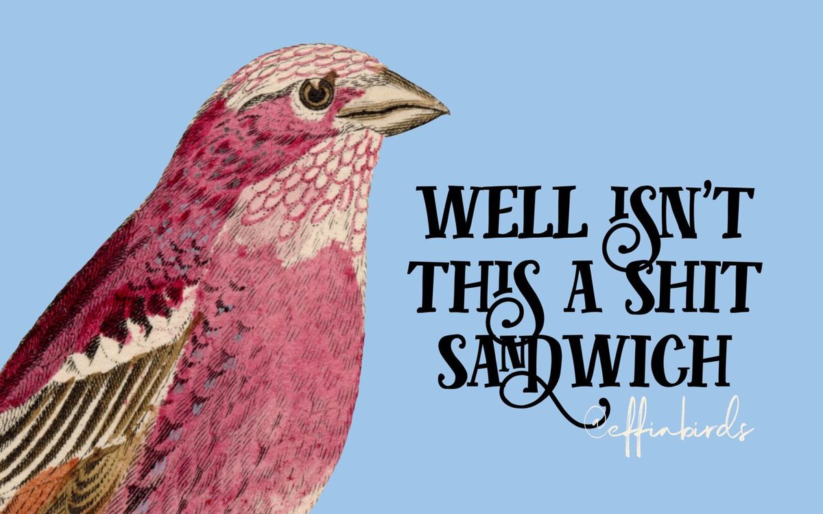 Effin' Birds (@effinbirds) on Twitter photo 