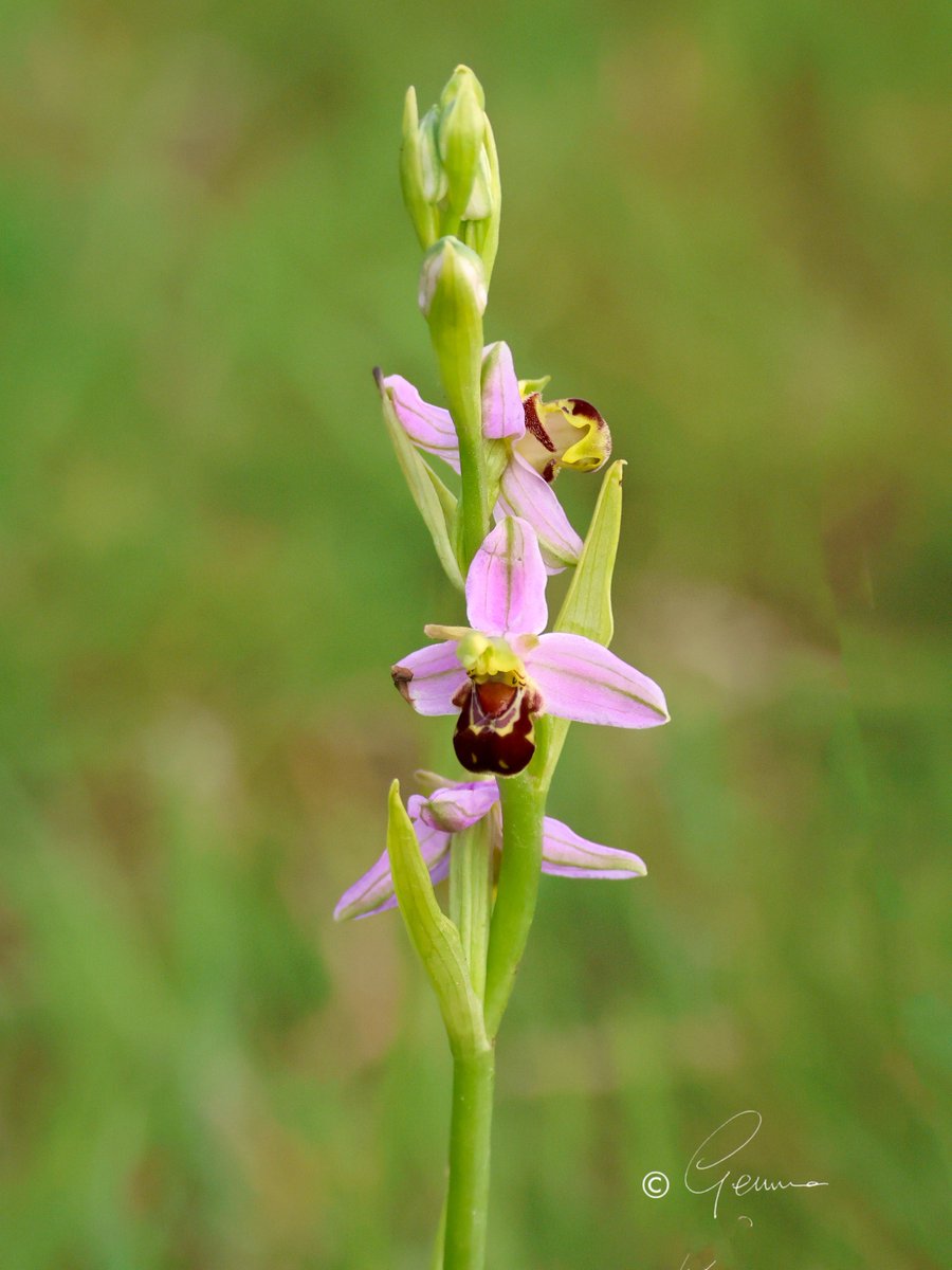 Gemma (@bc_gemma) on Twitter photo Bee Orchid - the fifth year of #NoMowMay in our garden and we have ten of these beauties this year.
#LetItBloomJune <a href="/ukorchids/">Wild Orchids UK & Ireland</a> #WildflowerHour #OrchidChallenge Bee Orchid - the fifth year of #NoMowMay in our garden and we have ten of these beauties this year.
#LetItBloomJune <a href="/ukorchids/">Wild Orchids UK & Ireland</a> #WildflowerHour #OrchidChallenge