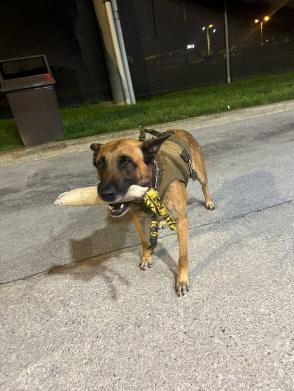 Spike's K9 Fund (@spikesk9fund) on Twitter photo K9 SULLY DID IT AGAIN! This hero from the <a href="/ChattanoogaPD/">Chattanooga Police Department</a>, successfully tracked & located two wanted murder suspects, using a non-bite apprehension, during a high-intensity woods track.
The pursuit covered 0.76 miles, included a swim & ended in swamp-like terrain, where both K9 SULLY DID IT AGAIN! This hero from the <a href="/ChattanoogaPD/">Chattanooga Police Department</a>, successfully tracked & located two wanted murder suspects, using a non-bite apprehension, during a high-intensity woods track.
The pursuit covered 0.76 miles, included a swim & ended in swamp-like terrain, where both