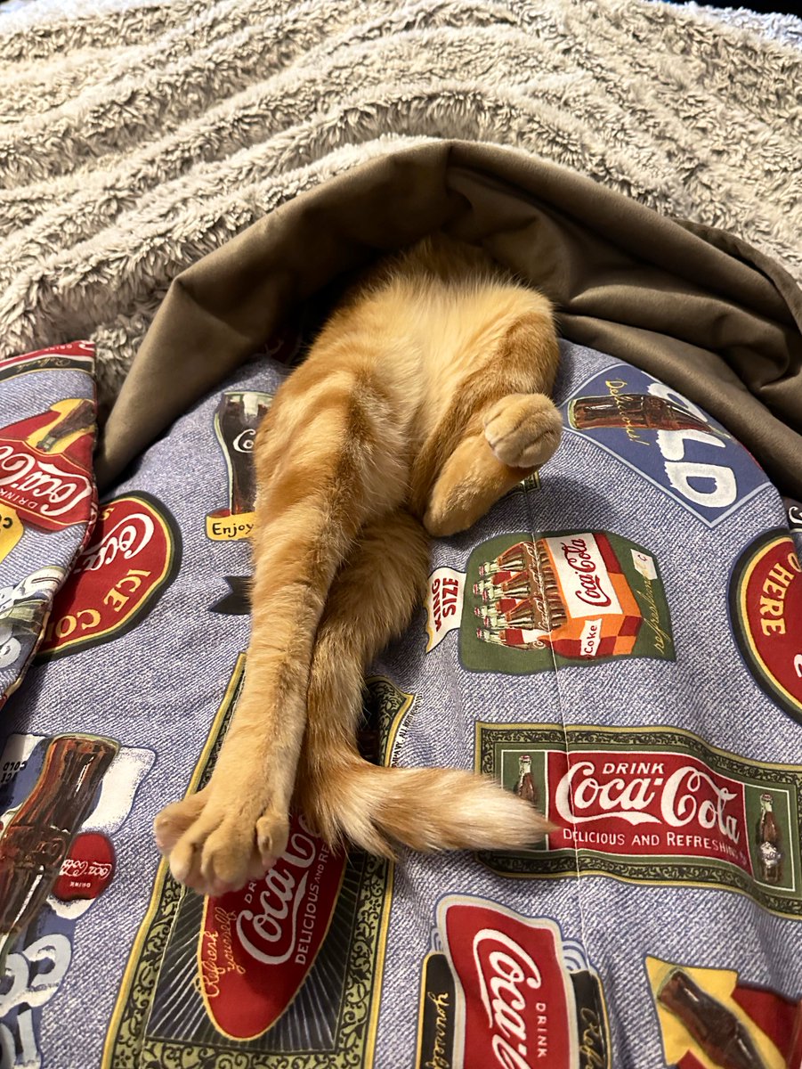 chopper just slept like this for over an hour… sometimes I really wonder about him