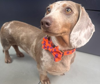 🆘31 MAY 2025 #Lost DARLA #ScanMe
Grey/White Dapple Dachshund: Miniature Female
Hammersley Road #London #E16
Last seen Freemasons Road
#SausageArmy Please share.
doglost.co.uk/dog-blog.php?d…