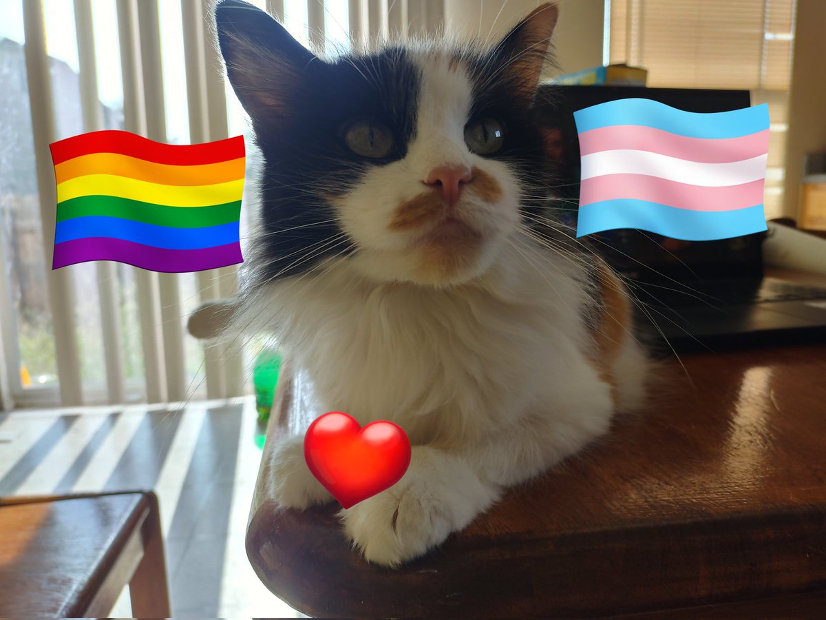 Ogh its bees Pride Month! Ams standy wif the LGBTQ+. Stayings strongs and keepy Libings yours wonderfur lives. #PrideMonth #catsoftwitter