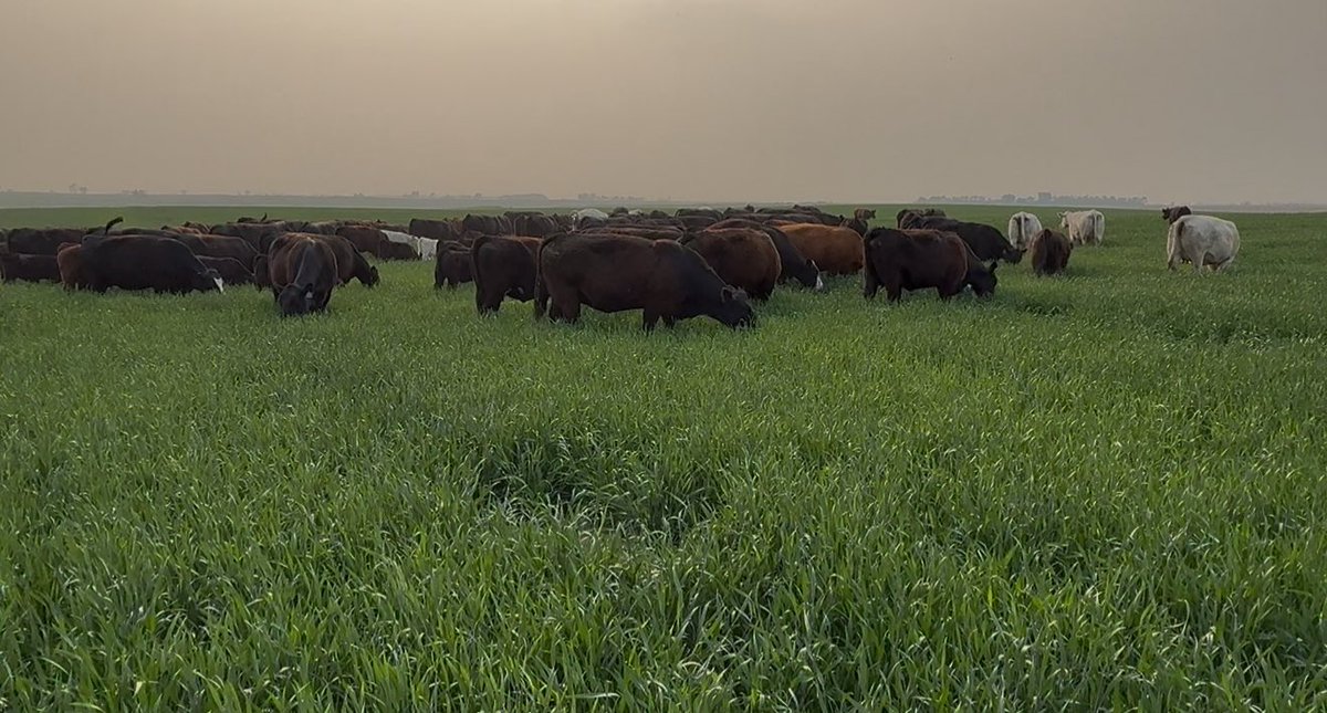 JasonSchley's tweet image. We had some wheat that wasn’t gonna make great wheat, so we added covers to it this spring and are grazing it.  Any watch outs outside of Nitrate to be aware of?  If this works it may be a new standard for us.  Great for rotation without having to deal with selling wheat.  Plan…