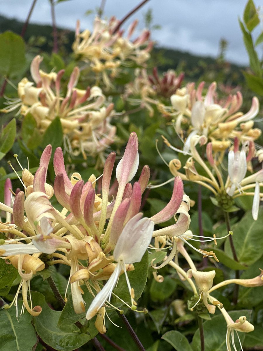 AdventuringJoW's tweet image. Some heavy showers to begin with (got drenched), but day improved and finished with tea & frangipane at @HolkerHall sitting in the sun. One hedge full of Honeysuckle #wildflowerhour 😍