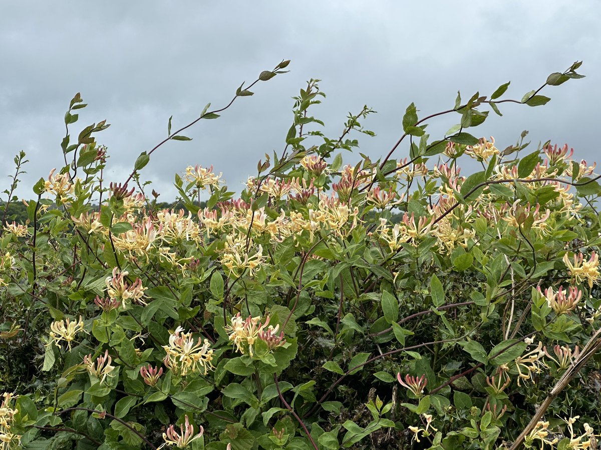 AdventuringJoW's tweet image. Some heavy showers to begin with (got drenched), but day improved and finished with tea & frangipane at @HolkerHall sitting in the sun. One hedge full of Honeysuckle #wildflowerhour 😍