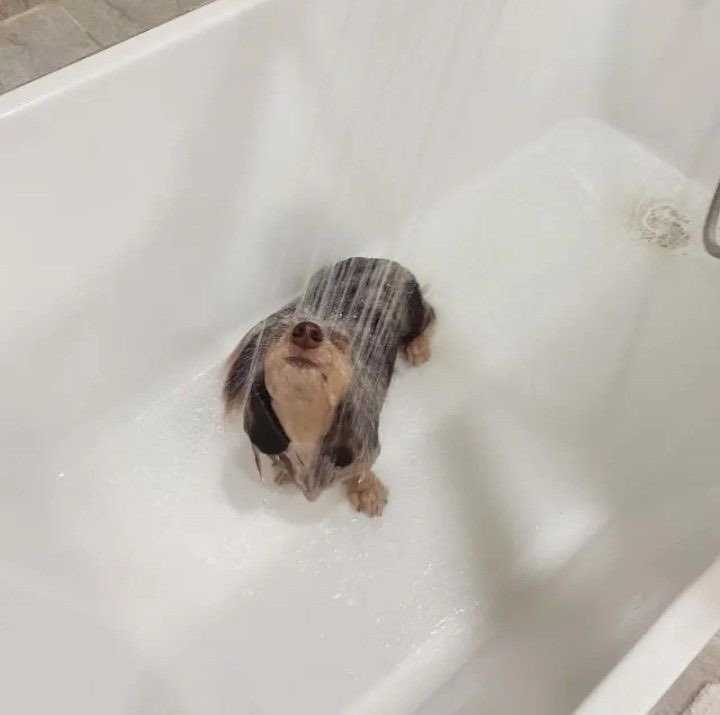 💖 (@twaniimals) on Twitter photo 