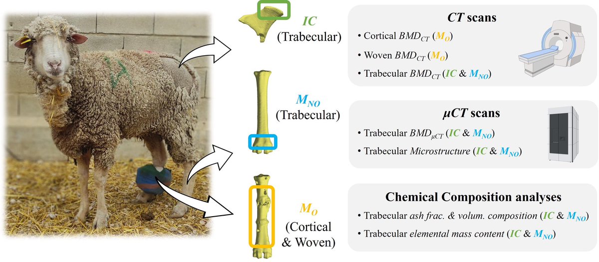 New publication of our research group in PLoS One (IF: 2.9; Q1)!!!

Risk of fragility fracture is aggravated during bone regeneration processes in osteoporotic sheep

journals.plos.org/plosone/articl…

#osteoporosis #bone #bonehealth #research #fractures
