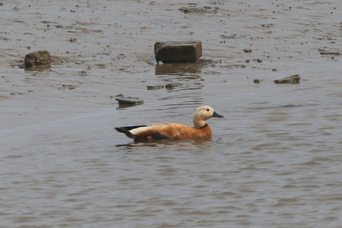 drake Ruddy Shelduck on the River Thames at Crossness this morning. Seemed to enjoy the company of both Shelducks and Egyptian Geese. #londonbirds
