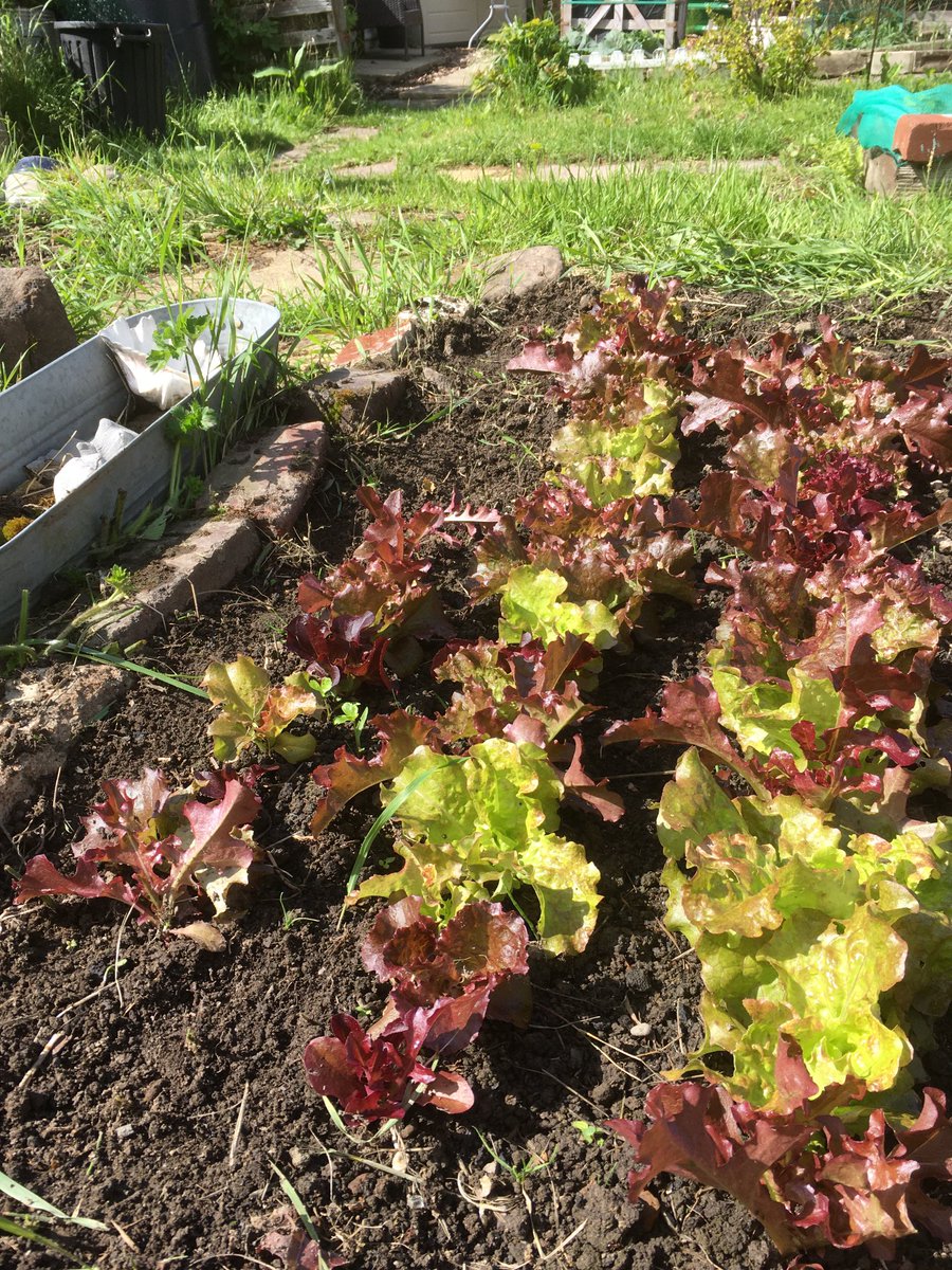 IanH94621212's tweet image. #itgavemelife “Up on the allotment vibrancy divine - in amongst the growing there’s a golden shine…”🎶