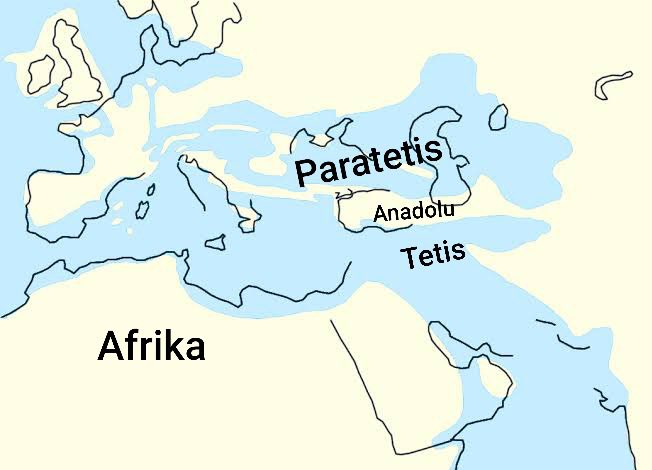 Ağrı Dağı'nın eteklerinde yer alan Iğdır'da Palmiye yaprağı fosilleri bulundu.
23-55 milyon yıl önce Kars ve Iğdır Paratetis Denizi’nin kıyısındaydı ve bugüne nazaran sıcak ve nemli bir iklim hakimdi. Palmiye ağacı da o dönemde yetişmekteydi.