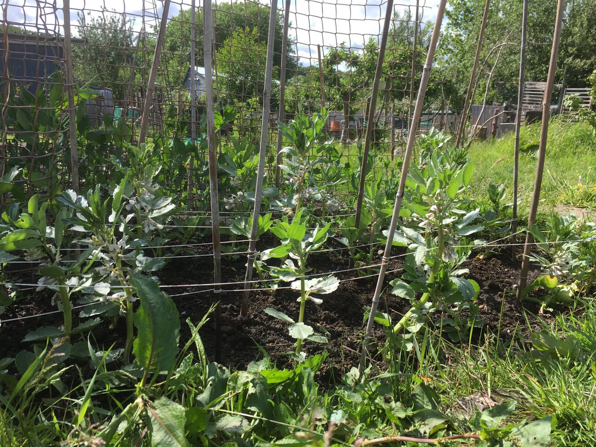 IanH94621212's tweet image. #itgavemelife “Up on the allotment vibrancy divine - in amongst the growing there’s a golden shine…”🎶