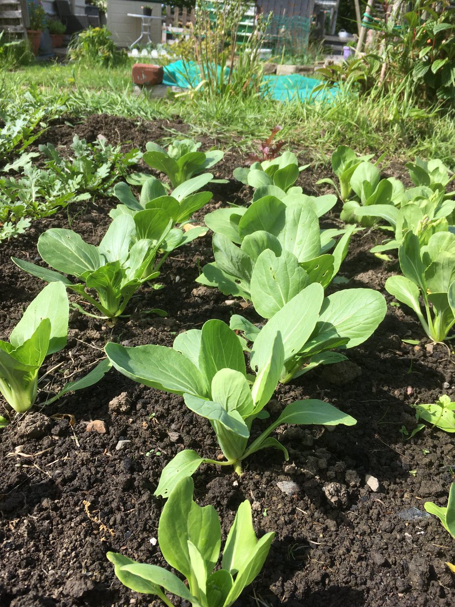 IanH94621212's tweet image. #itgavemelife “Up on the allotment vibrancy divine - in amongst the growing there’s a golden shine…”🎶