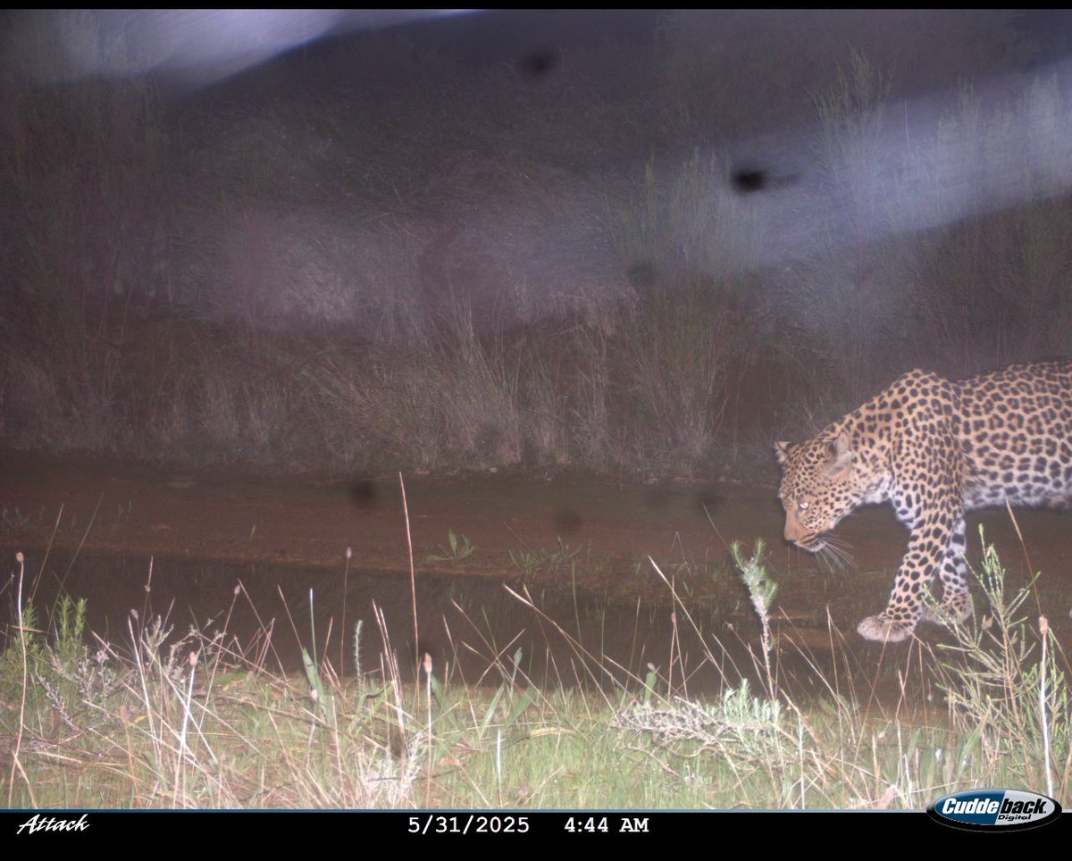 At 4:44 this morning this beautiful leopard was on patrol <a href="/PlaisirEstate/">Plaisir</a> .
His primary diet is porcupine. Delicious apparently !!