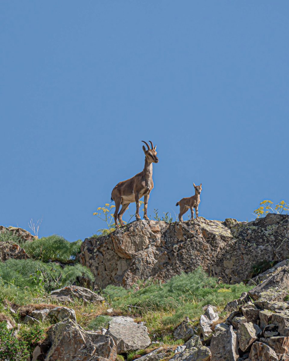 Naxçıvan Muxtar Respublikası “Zəngəzur Milli Parkında çəkdiyim bəzi fotoları sizinlə bölüşürəm. Yaxın günlərdə daha geniş paylaşım gələcək!”

📸 Saleh Bakhshiyev