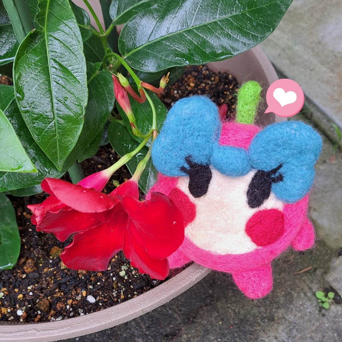 asu_ring0's tweet image. ガーデニング初心者でも楽しめるそうなので、#サンパラソル　の苗を育て中。下向きになっちゃったけど、やっと少し花開いてきたよ🌼
雨季に入るこれからが心配だけど、乾燥のストレスなく、元気で丈夫な株に育ったら嬉しいな😆

#328組
#梅雨
#マンデビラ属