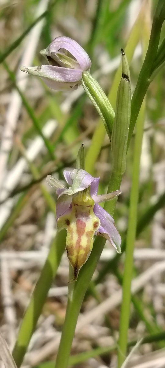 Great to see the Isle of Purbecks Wasp Orchid out in flower. Only the one stem this year, but good to know it hanging on.
<a href="/ukorchids/">Wild Orchids UK & Ireland</a>