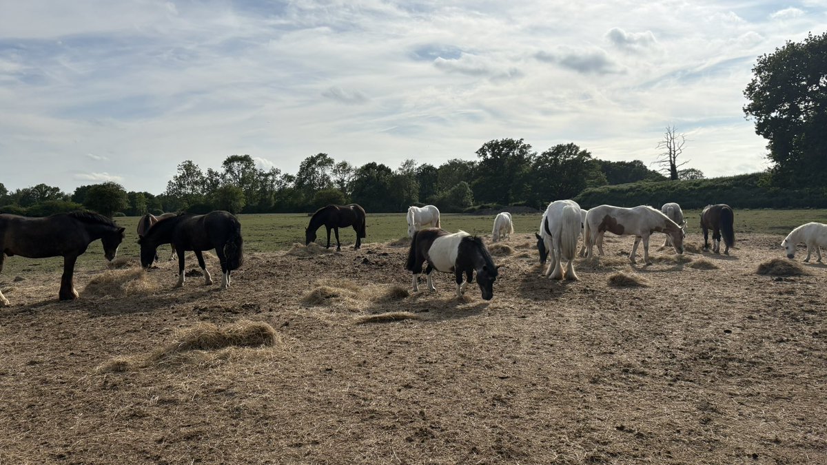 Marcelle Tauber-Gilmore, RGN, BSc, MSc 💙💛 (@marcelletauber) on Twitter photo 45.4 #NHS1000Miles of field trips, stable walking & riding this week with Sleepy, Handsome & The Hungry Herd.
<a href="/jsimpson1972/">Jen Simpson 🐝 💙</a> <a href="/SavineLouise/">Louise Savine RN MSc</a> <a href="/SigsworthJanice/">Janice Sigsworth RN 💙</a> <a href="/DianaBelshaw/">Diana Belshaw</a> <a href="/LindaChibuzor/">Linda Chibuzor</a> <a href="/shiv_smith/">Shiv Smith 💙</a> <a href="/MawdsleyMark/">Mark Mawdsley</a> <a href="/Bex_Runs/">Bex 🏃🏻♀️</a> <a href="/KathEvans2/">🌟 Kath Evans RGN RSCN 💙💛</a> <a href="/SaraTurle/">Sara Turle 💙</a> <a href="/tharry/">Dr Tracey Harrington 💙educator & lifelong learner</a> <a href="/warnetony/">Tony Warne</a> 45.4 #NHS1000Miles of field trips, stable walking & riding this week with Sleepy, Handsome & The Hungry Herd.
<a href="/jsimpson1972/">Jen Simpson 🐝 💙</a> <a href="/SavineLouise/">Louise Savine RN MSc</a> <a href="/SigsworthJanice/">Janice Sigsworth RN 💙</a> <a href="/DianaBelshaw/">Diana Belshaw</a> <a href="/LindaChibuzor/">Linda Chibuzor</a> <a href="/shiv_smith/">Shiv Smith 💙</a> <a href="/MawdsleyMark/">Mark Mawdsley</a> <a href="/Bex_Runs/">Bex 🏃🏻♀️</a> <a href="/KathEvans2/">🌟 Kath Evans RGN RSCN 💙💛</a> <a href="/SaraTurle/">Sara Turle 💙</a> <a href="/tharry/">Dr Tracey Harrington 💙educator & lifelong learner</a> <a href="/warnetony/">Tony Warne</a>