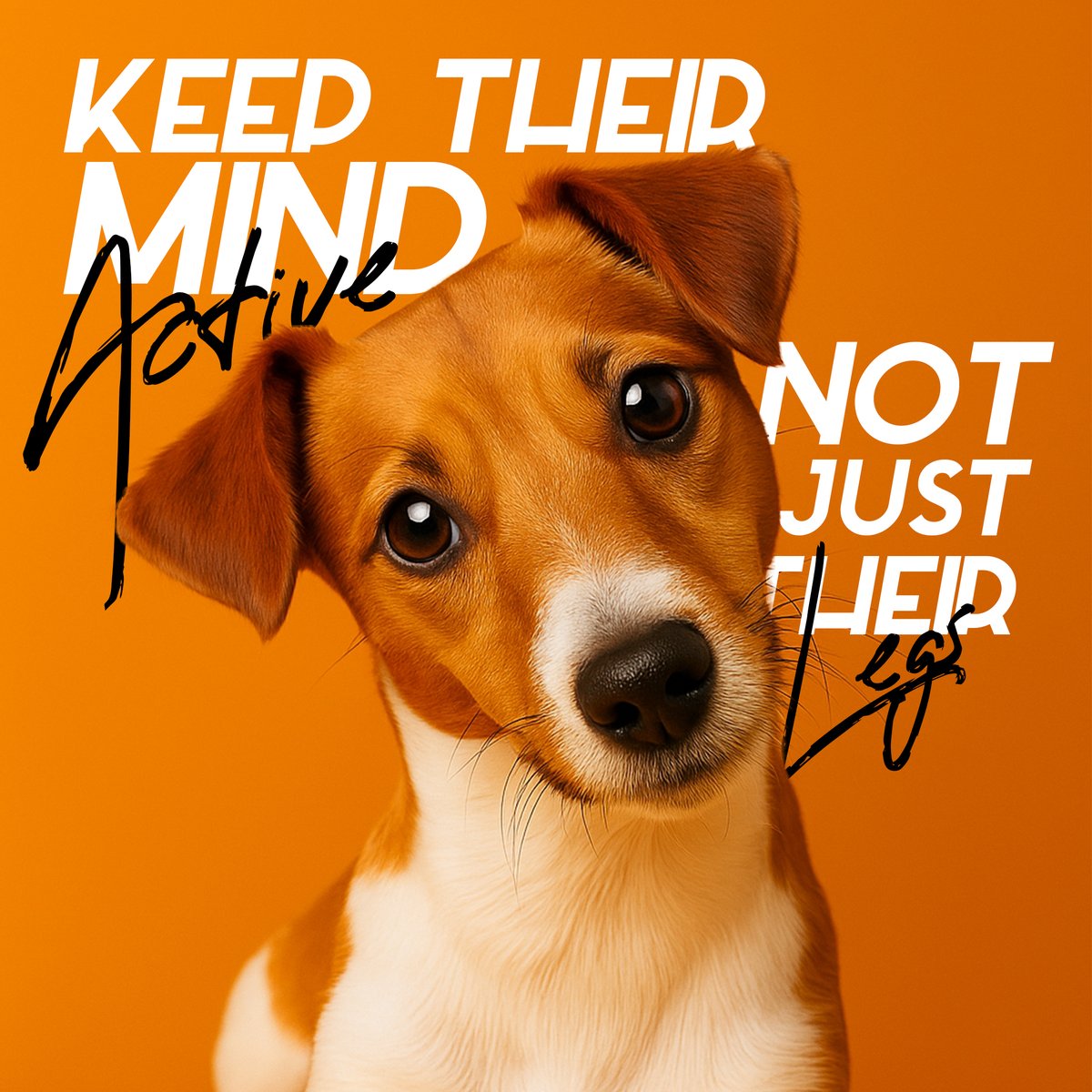 Don’t just walk your dog — challenge their brain too 🧠

Puzzle toys, hide-and-seek, or basic training can make a huge difference in behavior and happiness.

#SmartDogs #PetTips #Mascoshop