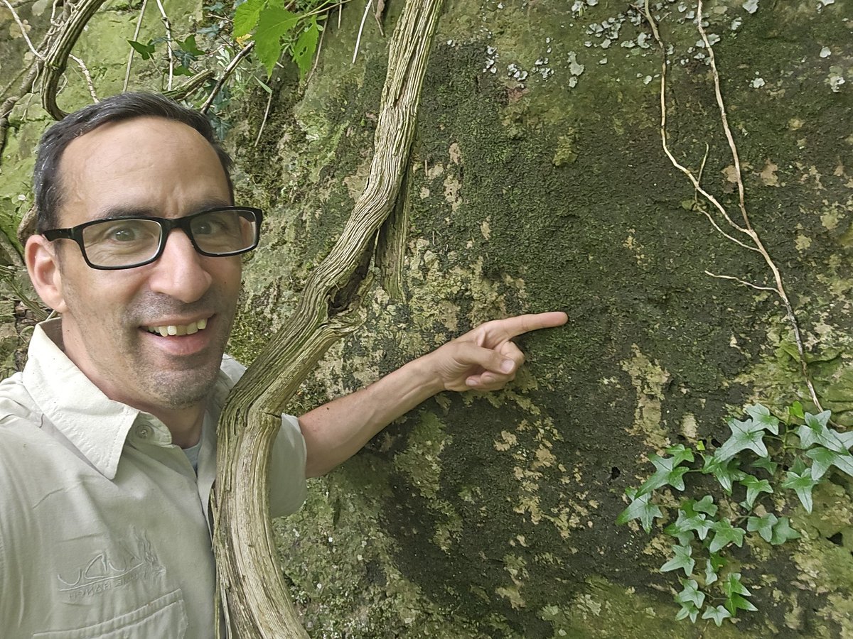 Jamie warren (@jamiewa50042387) on Twitter photo MacKay's Pouncewowort (Marchesinia mackaii) on the shaded limestone at Coldwell Rocks in the Wye valley yesterday, rock treacle at its best <a href="/BBSbryology/">BBSBryology</a> MacKay's Pouncewowort (Marchesinia mackaii) on the shaded limestone at Coldwell Rocks in the Wye valley yesterday, rock treacle at its best <a href="/BBSbryology/">BBSBryology</a>